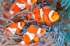 Para evitar “conflictos sociales”, los peces payaso encogen su tamaño
