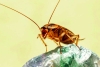 “Súper cucaracha”: Esto se sabe del insecto que pondrá en alerta a México