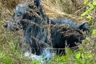 Un perro descansando entre la maleza fue confundido con un animal salvaje debido al color de su pelaje, generando sorpresa entre los vecinos antes de aclararse la confusión.