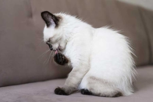 Veterinarios identifican 5 señales clave de alerta que indican la presencia de pulgas
