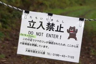Esta “invasión” de osos se deriva del fuerte crecimiento de su población y a la escasez de alimentos en su hábitat
