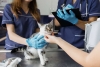 Más del 33% de los dueños en México no llevan a sus mascotas al veterinario