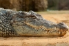 Triste final: Captan a cocodrilo arrastrando a un perrito en Tulum