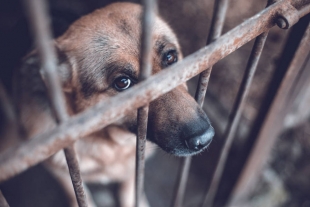 En Guanajuato buscan reconocer jurídicamente a los animales como seres sintientes