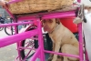 El perrito panadero sí existe, es mexicano y recorre con su dueño las calles de la capital