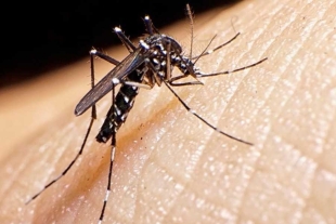 Se debe evitar la acumulación de agua en algunos recipientes, ya que pueden ser potenciales criaderos del mosquito