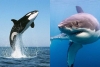 Científicos, aún sin claridad sobre las consecuencias de la “guerra” entre tiburones y orcas