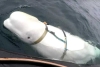 ¿Era una espía rusa? Exigen en Noruega investigar la muerte de la beluga “Hvaldimir”