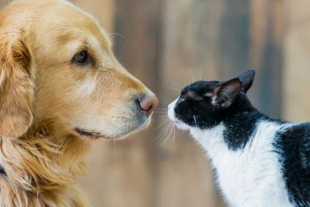 Los esposos enfrentan una disputa centrada en sus animales de compañía