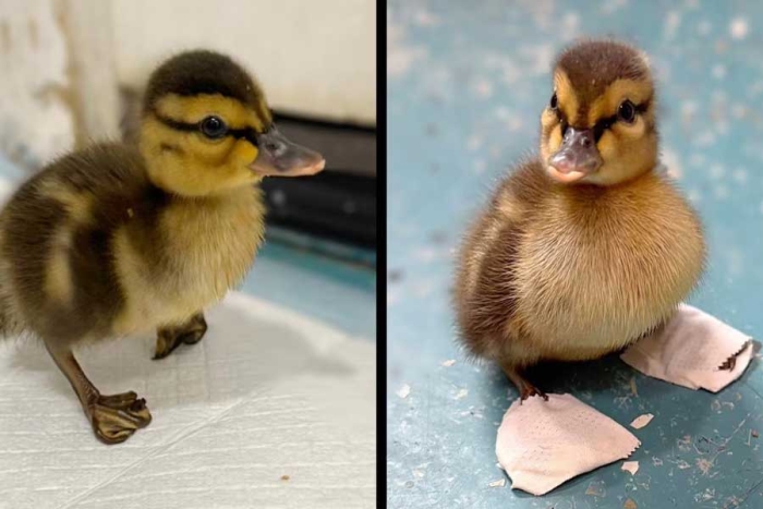 Los encargados del lugar lo bautizaron como “Happy Feet”