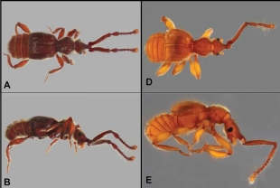 Un equipo internacional conformado por investigadores de Ecuador y Estados Unidos describió 12 nuevas especies de escarabajo