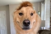 “Rae”, la golden retriever que convirtió una deformación en un símbolo de amor