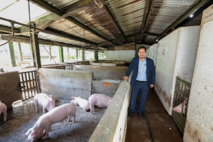 Académico de la UAEMéx desarrolla modelo para prevenir el impacto económico que tendría la Peste Porcina Africana en México