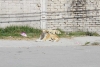 Busca Toluca disminuir sobrepoblación de animales de compañía en situación de calle