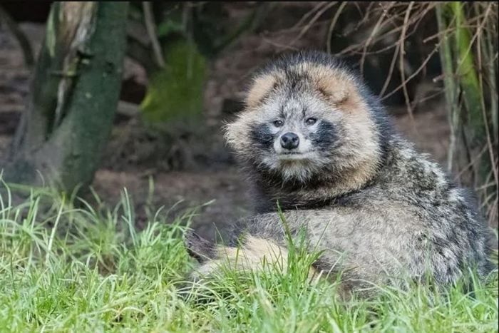 El tanuki, extraña especie animal invasora del lejano oriente