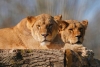 “Nunca habían pisado césped”: Rescatan a leones atrapados en la guerra de Ucrania