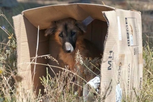 Querétaro buscarán crear una Subprocuraduría de Protección Animal. 