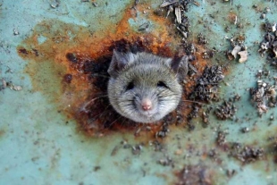 Los investigadores explicaron que el objetivo fue estudiar cómo estos animales se comunican