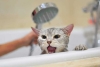 ¿Será? Origen del odio de los gatos hacia el agua podría estar en su evolución