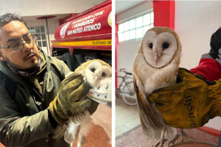 Las autoridades recordaron que este tipo de especies cumple una función clave en el equilibrio ambiental