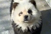 ¡Qué poca! Zoológico chino pinta a perritos como pandas y engaña al público