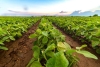 Aún con adaptaciones, el cambio climático bajará el rendimiento mundial de los cultivos: estudio