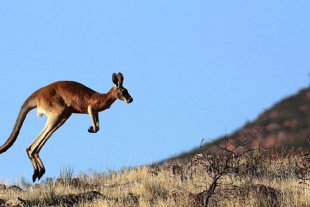 Un canguro salta con agilidad a través del paisaje árido del interior de Australia, bajo un cielo despejado y con montes al fondo.