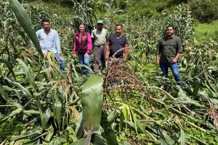 Lluvias dañan cultivos de maíz en Temascaltepec; campesinos temen pérdidas