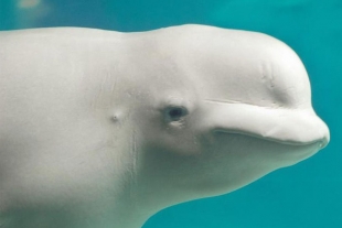 Beluga juega al rugby con un marinero