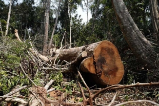 Las autoridades explicaron que la concesión abarcará la Selva Nacional de Jatuarana