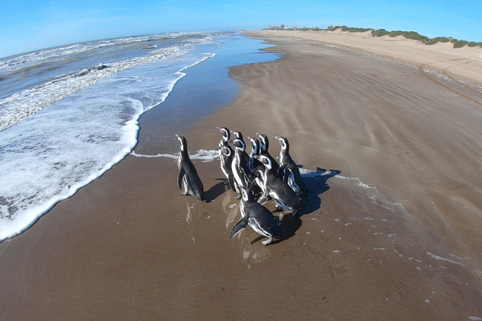 Pingüinos vuelven al mar después de ser rehabilitados