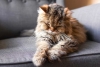 Gatos: ¿A qué edad empiezan a envejecer y cómo puedo darme cuenta?