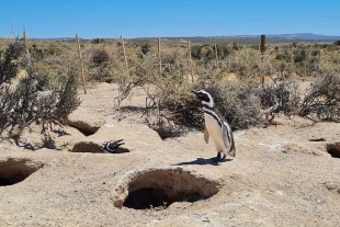 El implicado podría ser culpable de instalar un alambrado electrificado y eliminar flora nativa sin permisos