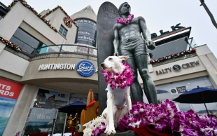 “Sugar” acaba de convertirse en el primer canino en ingresar al Salón de la Fama del Surf 