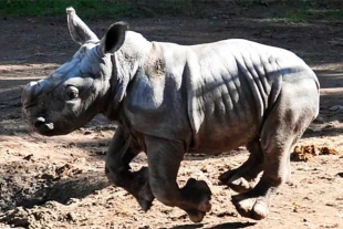 A principios del siglo XX había alrededor de 500 mil rinocerontes blancos en África