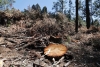 Tala clandestina devasta 5 mil hectáreas en Santiago Tianguistenco