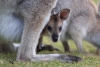 Crean el primer embrión de canguro “in vitro” para conservar marsupiales