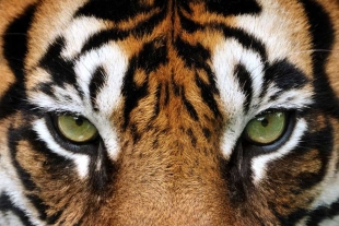 En el año 1986, el tigre había sido declarado como especie en peligro