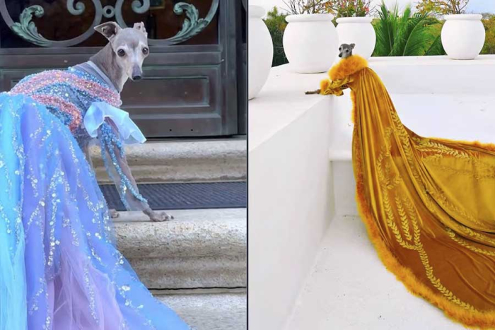 Los propietarios afirmaron que “Tika” vivió sus últimos días haciendo todo como siempre