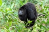 ¡Alerta! Monos aulladores sucumben por las altas temperaturas en selvas mexicanas