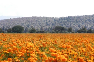 Campos de cempasúchil