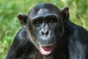 ¡BORRACHOS PERO RESPONSABLES! Los chimpancés consumen alcohol a diario sin embriagarse