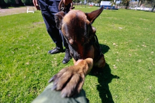 Cada canino al año de edad ya puede salir a operar dependiendo su área