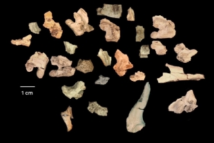 Determinaron que estos monstersauros habitaron nuestro planeta hace aproximadamente 80 millones de años