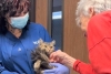 ¡Conmovedor! Gatita sobrevive a los incendios de Los Ángeles y se reúne con su “karen”