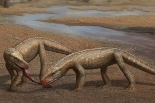 Este espécimen data de hace aproximadamente 237 millones de años y vivió en el periodo Triásico Medi-Tardío.