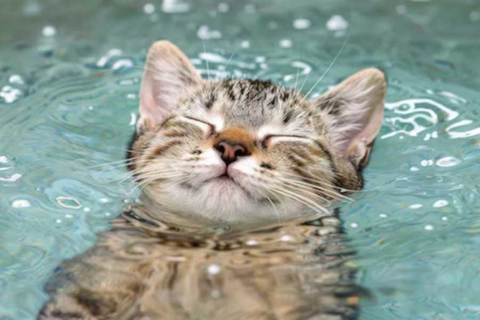 El primer paso consistió en permitir que exploren libremente la sala y el equipo