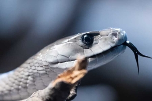 Los monos respondieron de manera instantánea a las fotografías. 