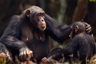 Científicos de Reino Unido descubrieron que los chimpancés saben cuáles plantas pueden ayudarlos