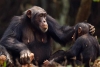 ¡¿Cómo?! Los chimpancés saben cuáles plantas les ayudan a curarse